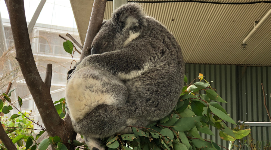 2017 Sydney: Koala